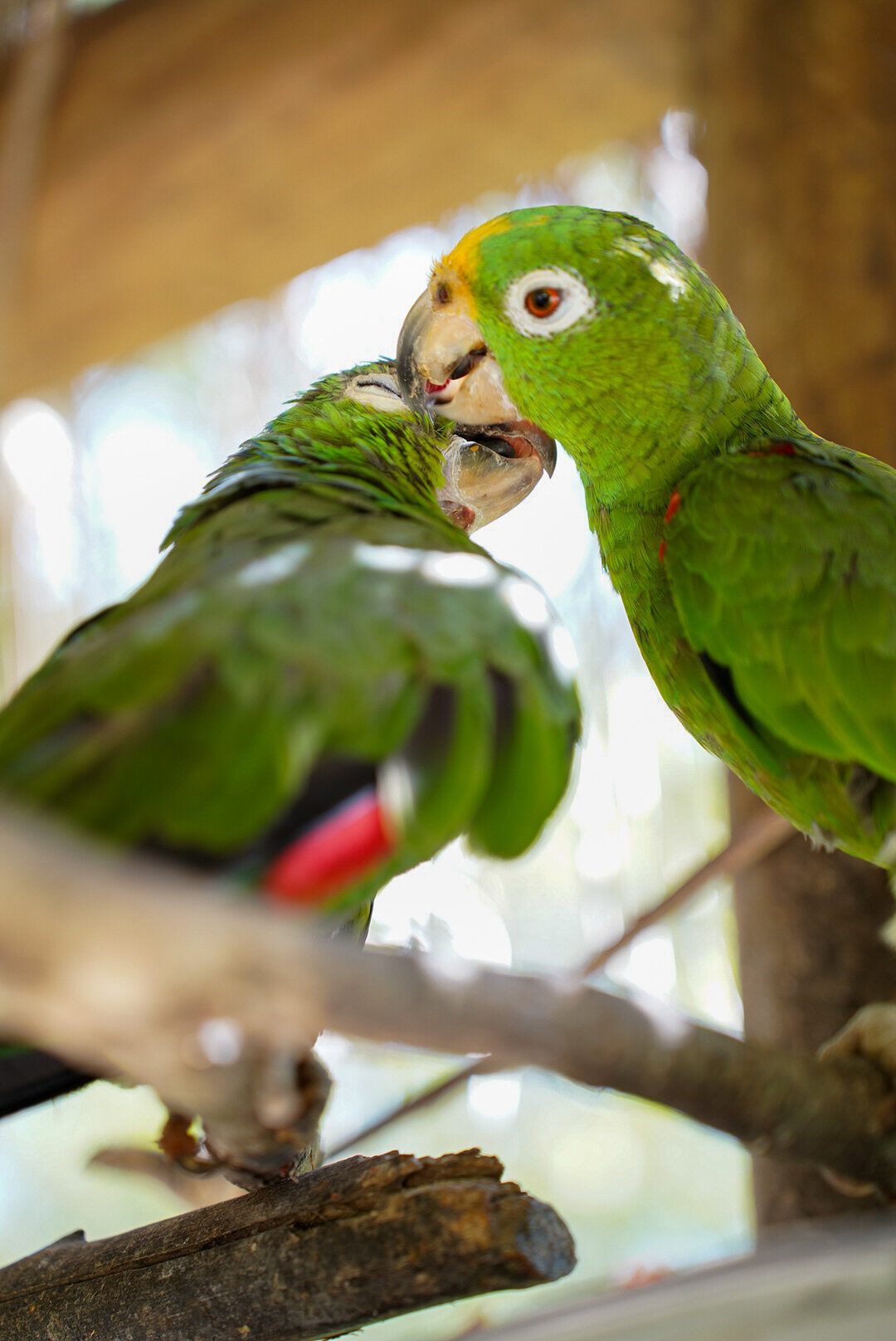 Dos loros compartiendo un momento sobre una rama