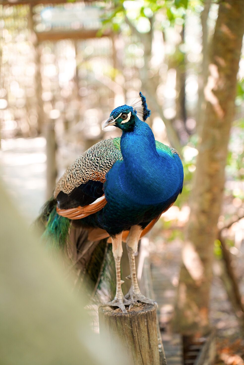 Pavo real posado sobre un tronco de madera