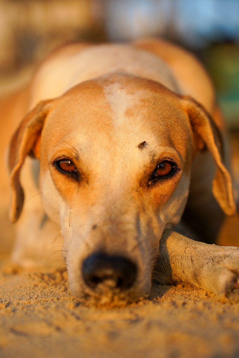 Perro recostado en la arena junto a un hueso