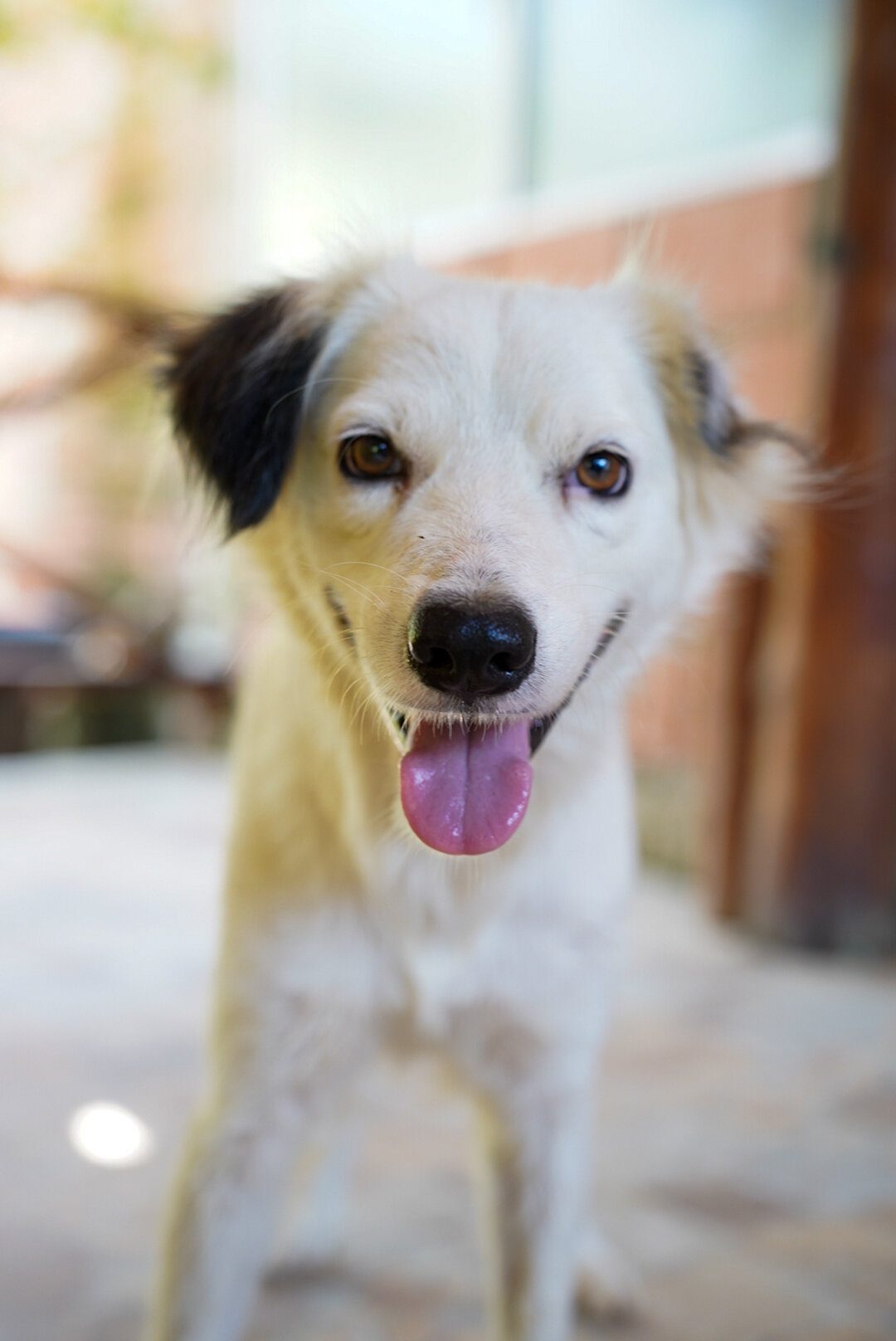 Perro blanco y negro con la lengua afuera mirando a cámara